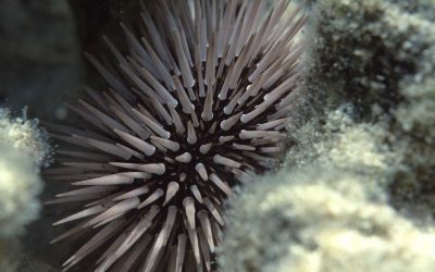 California Sea Urchin Commission v. Combs
