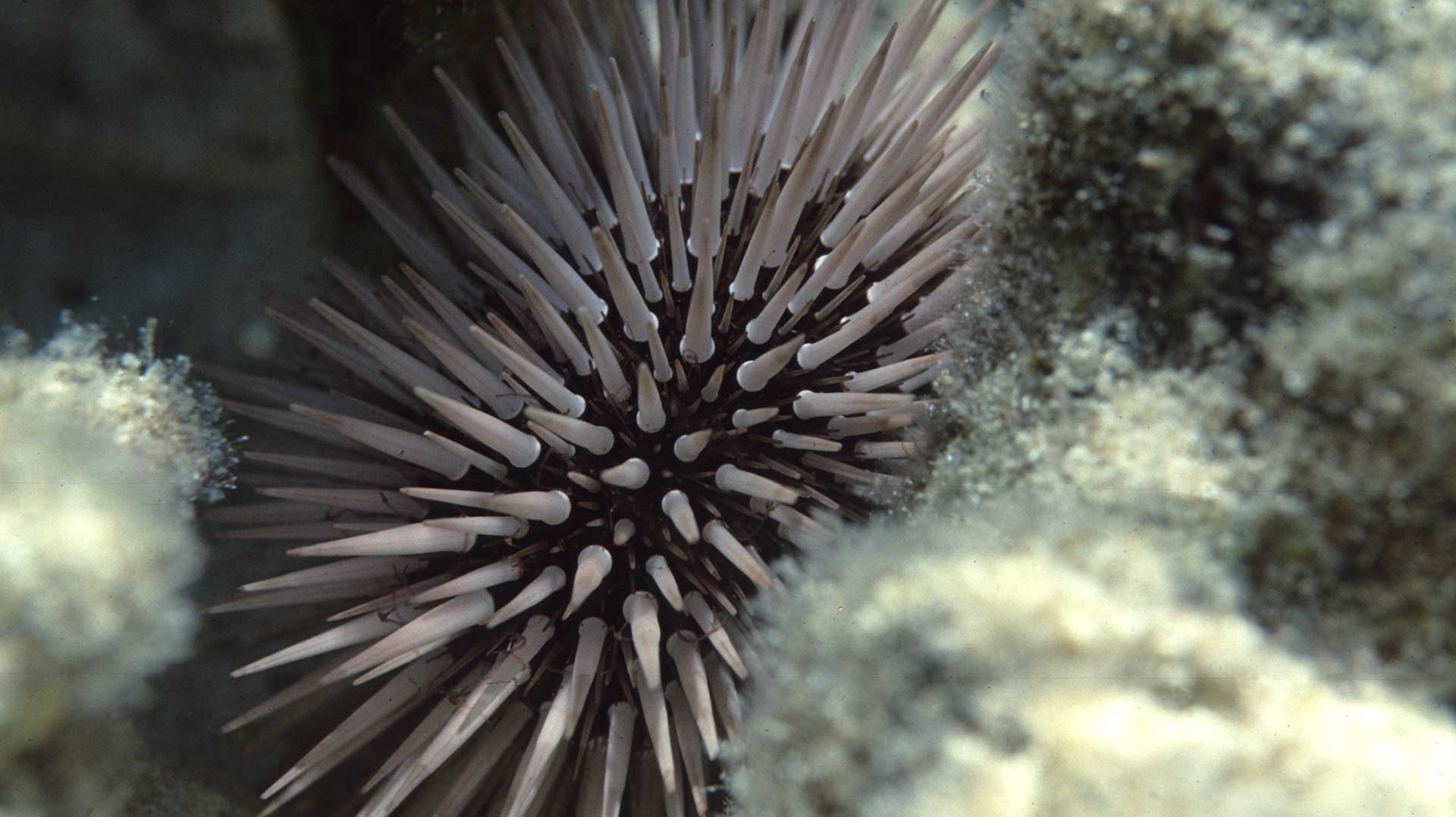 California Sea Urchin Commission v. Combs